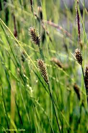 Attēlu rezultāti vaicājumam “Carex lasiocarpa”