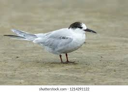 Attēlu rezultāti vaicājumam “Sterna hirundo adult”