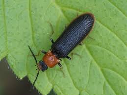 Attēlu rezultāti vaicājumam “Denticollis linearis”