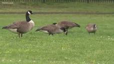 Bristol geese population: short-term solution found | fox61.com