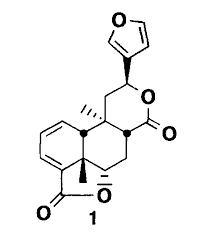 Attēlu rezultāti vaicājumam “Jamesoniella autumnalis”