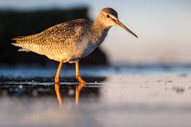 Image result for Tringa erythropus