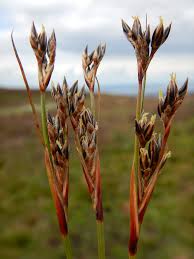 Attēlu rezultāti vaicājumam “Juncus squarrosus”