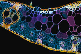 Attēlu rezultāti vaicājumam “Zea mays leaf”