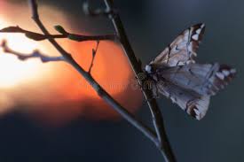 Attēlu rezultāti vaicājumam “Endromidae”