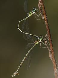 Attēlu rezultāti vaicājumam “Lestidae”