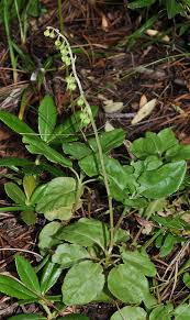 Attēlu rezultāti vaicājumam “Orthilia secunda fruit”