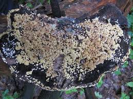 Attēlu rezultāti vaicājumam “Hypocrea pulvinata”