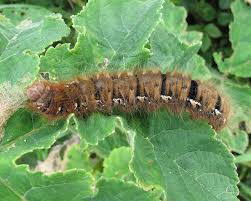 Attēlu rezultāti vaicājumam “Lasiocampa quercus larva”