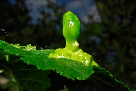 Attēlu rezultāti vaicājumam “Tetraneura ulmi”