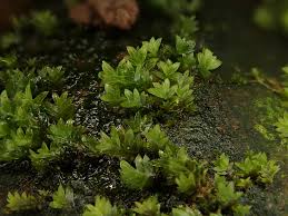 Attēlu rezultāti vaicājumam “Fissidens bryoides”