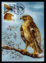 Attēlu rezultāti vaicājumam “Aquila pomarina”