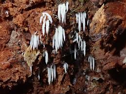 Attēlu rezultāti vaicājumam “Mucronella calva”