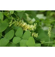 Attēlu rezultāti vaicājumam “Vicia pisiformis”