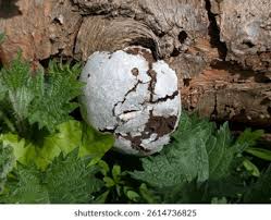 Attēlu rezultāti vaicājumam “Enteridium liceoides spores”