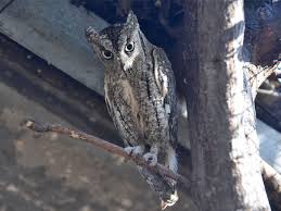 Image result for Otus scops