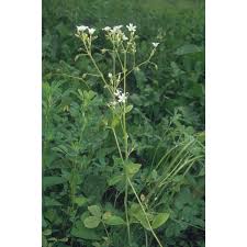 Attēlu rezultāti vaicājumam “Cerastium sylvaticum”