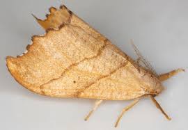 Attēlu rezultāti vaicājumam “Falcaria lacertinaria”