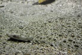 Image result for Platichthys flesus