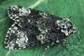 Attēlu rezultāti vaicājumam “Craniophora ligustri”