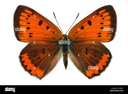 Attēlu rezultāti vaicājumam “Lycaena dispar”
