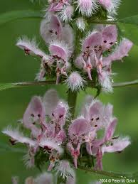 Image result for Leonurus cardiaca