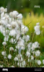 Attēlu rezultāti vaicājumam “Eriophorum angustifolium flower”