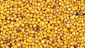 Attēlu rezultāti vaicājumam “Sinapis alba”