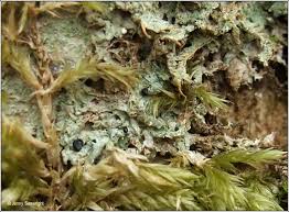 Attēlu rezultāti vaicājumam “Megalaria grossa”