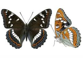 Attēlu rezultāti vaicājumam “Limenitis populi upperside”