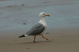 Image result for Larus cachinnans