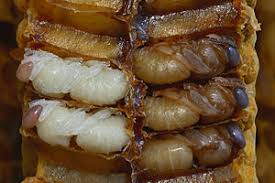 Attēlu rezultāti vaicājumam “Scardia boletella pupa”