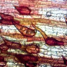 Attēlu rezultāti vaicājumam “Schoenoplectus lacustris subsp. glaucus fruit”