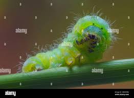 Attēlu rezultāti vaicājumam “Zygaena lonicerae larva”