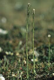 Attēlu rezultāti vaicājumam “Arabis hirsuta flower”