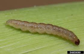 Attēlu rezultāti vaicājumam “Euura brevicornis larva”