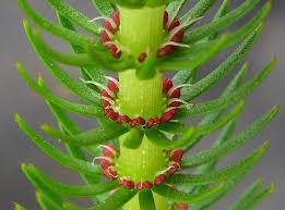 Attēlu rezultāti vaicājumam “Hippuris vulgaris”