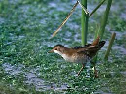 Image result for Porzana parva