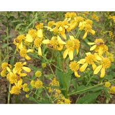 Attēlu rezultāti vaicājumam “Atrichum flavisetum”