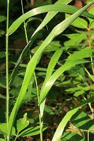 Attēlu rezultāti vaicājumam “Hordelymus europaeus leaf”