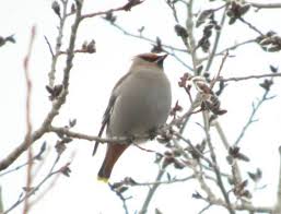 Attēlu rezultāti vaicājumam “Bombycilla garrulus”