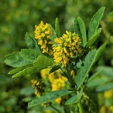 Attēlu rezultāti vaicājumam “Melilotus”