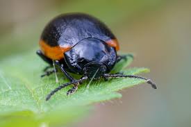 Attēlu rezultāti vaicājumam “Chrysolina sanguinolenta”