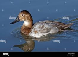 Image result for Aythya valisineria