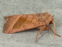 Attēlu rezultāti vaicājumam “Hydraecia micacea”