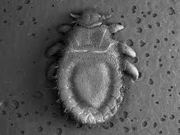 Attēlu rezultāti vaicājumam “Licea pygmaea sessile”