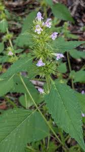 Attēlu rezultāti vaicājumam “Galeopsis tetrahit”