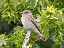 Attēlu rezultāti vaicājumam “Muscicapidae”