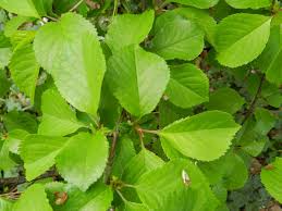 Attēlu rezultāti vaicājumam “Cerasus leaf”