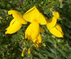 Attēlu rezultāti vaicājumam “Cytisus scoparius leaf”